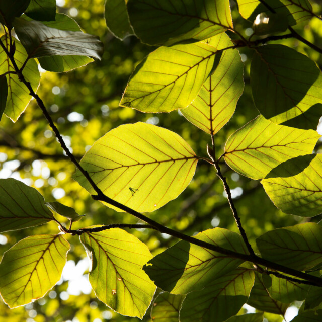 BEECH Resorts Buchenblatt