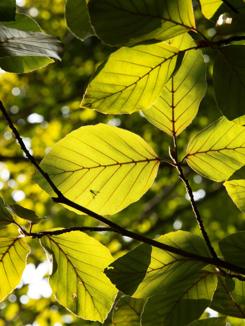 BEECH Resorts Buchenblatt